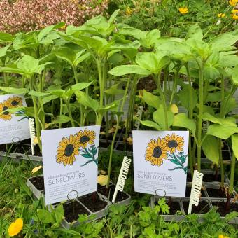 Sunflower growing packs